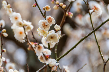 白梅の花