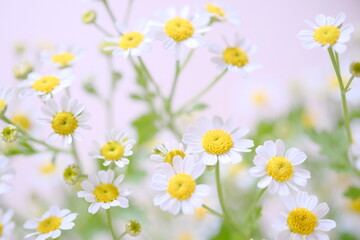 ナツシロギク、マトリカリア、のマクロ撮影