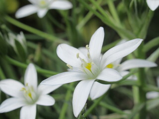 Zbliżenie na białe kwiaty rośliny z gatunku Ornithogalum juncifolium © Kumulugma