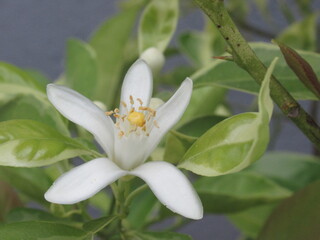 Zbliżenie na białe kwiaty cytryny © Kumulugma