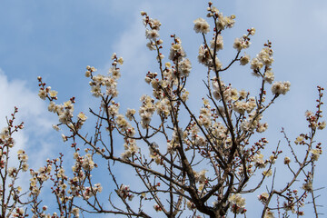 白梅の花