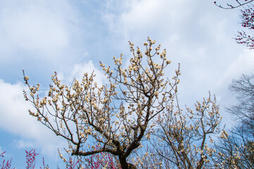 梅の花の咲く木