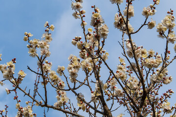 白梅の花