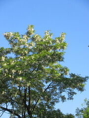 Zbliżenie na kwitnące drzewo akacji © Kumulugma