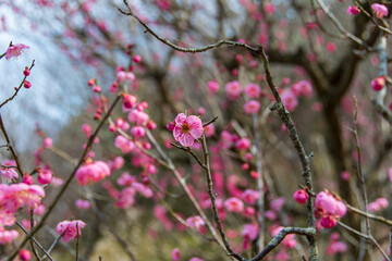 美しい梅の花が咲く