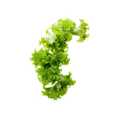 Obraz premium Lettuce Leaves Form A Verdant Cascade, A Testament To Freshness Against The Purity Of White