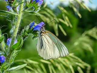 
Butterfly close-up on a wildflower on a sunny summer day.