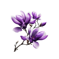 Fototapeta premium Purple Magnolia Flowers Bloom In Solitude, Their Regal Presence A Vision Of Beauty Against The Blank Canvas
