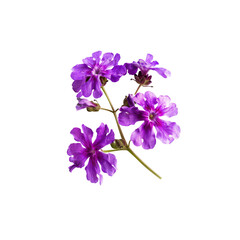 Obraz premium Purple Verbena Flowers Bloom In Solitude, Their Delicate Petals A Vision Of Elegance Against The Blank Canvas