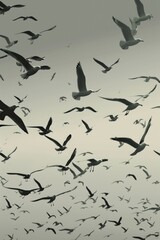 A group of birds soaring through the air, clouds and blue sky in background