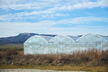Obraz premium Greenhouses for growing thermophilic plants. Agro-industrial complex
