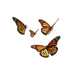 Fototapeta premium Three Monarch Butterflies Gracefully Fluttering, Their Colors Vivid Against The White