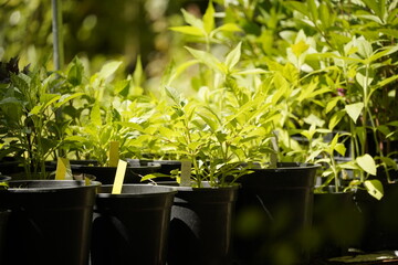 Detalle de tiestos y plantas para jardín o jardinería. Plantones y botánica