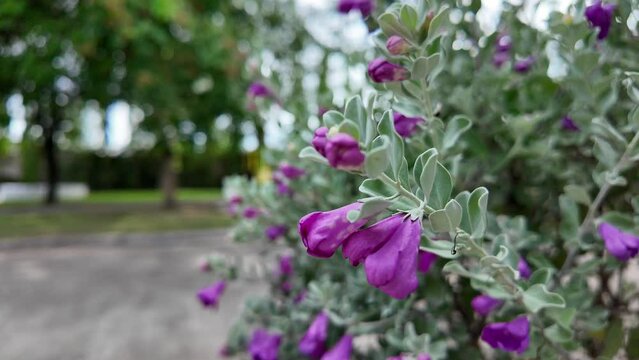 Blooming purple sage, texas ranger or silverleaf in the garde.
