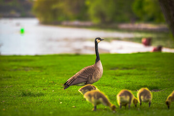 Fototapeta premium Goose with its baby geese on a green lawn