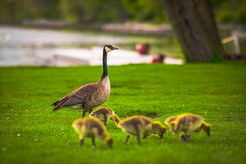 Goose with its baby geese on a green lawn