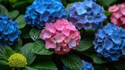 咲き誇る紫陽花