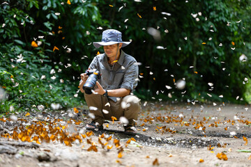 Asian biologist is taking photo of mud puddling phenomenon butterflies sapping on salt and mineral...