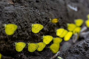 Common grass yellow butterflies or eurema hecabe is sapping on salt and mineral which also call mud puddling phenomenon during summer on mating season in tropical rainforest area