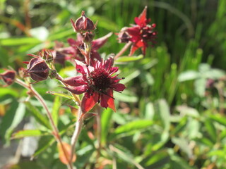 Zbliżenie na kwiat rośliny z gatunku Comarum © Kumulugma
