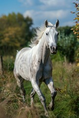 A white horse gallops freely across a lush green meadow, with no obstacles in sight