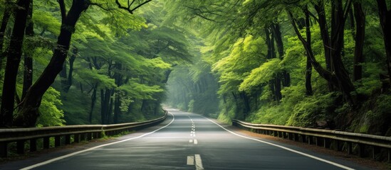 Obraz premium A quiet road with clear markings weaving through the dense forest, creating a serene landscape with copy space image.