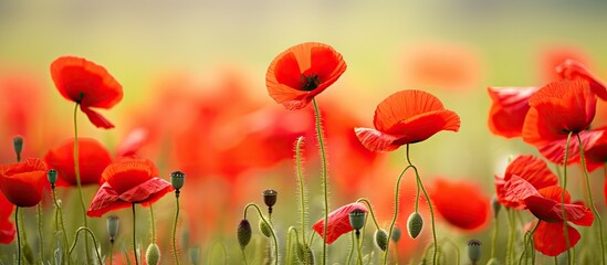 Fototapeta premium Vivid red poppies creating a stunning natural backdrop with ample copy space image.