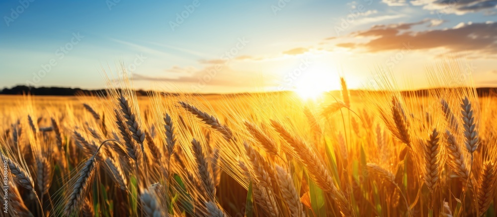 Poster summer day sunset over a field with cereal growing in the background, perfect for a copy space image