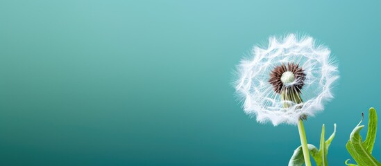 A detailed shot of a dandelion past full bloom against a soft green backdrop, allowing for copy space image.