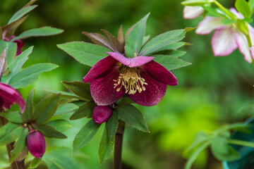 鮮やかな紫色のクリスマスローズ