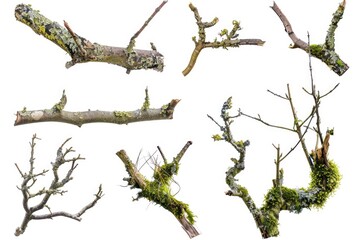 Picture of a bunch of branches with moss growing on them