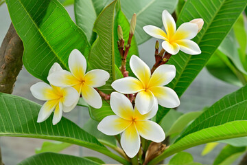 frangipani plumeria flower