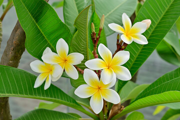 frangipani plumeria flower