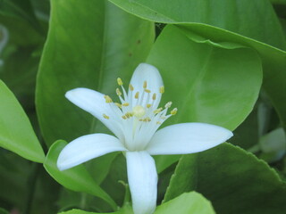 Zbliżenie na białe kwiaty cytryny © Kumulugma