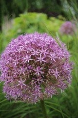purple flower in the garden
