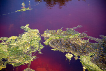 Mold and deposits in the colored lake with iron and sulfur mineral residues, Solfatara locality,...