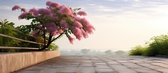 Walkway with sensitive plant or mimosa pudica tree on the ground in the morning. Creative banner. Copyspace image
