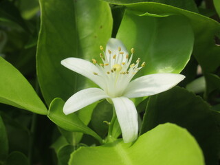 Zbliżenie na białe kwiaty cytryny © Kumulugma