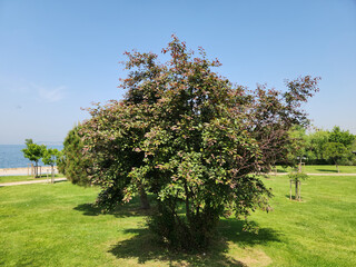 An ornamental apple (Malus sp.) tree in a city park