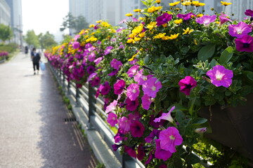길가에 꽃들이 아름답게 피었습니다