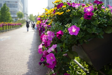길가에 꽃들이 아름답게 피었습니다