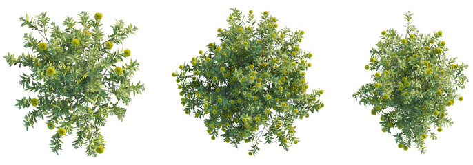 Xanthostemon chrysanthus tree top view, tree plan 4k png cutout