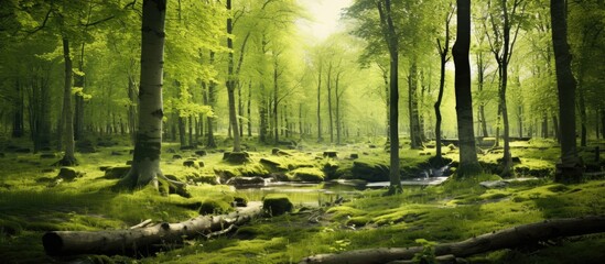 Obraz premium Forest in spring. Creative banner. Copyspace image