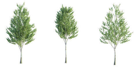 Betula pendula, Birch 4k png cutout