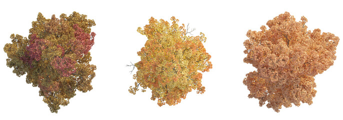 Acer buergerianum tree top view, tree plan 4k png cutout