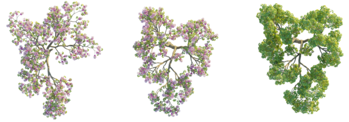 Tabebuia rosea tree top view, plan 4k cutout isolate