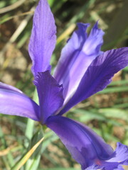 Zbliżenie na niebieski kwiat irysa