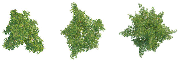 Bambusa multiplex tree top view, tree plan 4k png cutout © DH Tree Stock