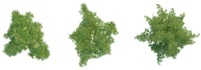 Bambusa multiplex tree top view, tree plan 4k png cutout