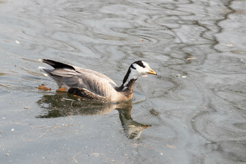 Close up beautiful Bar-headed goose